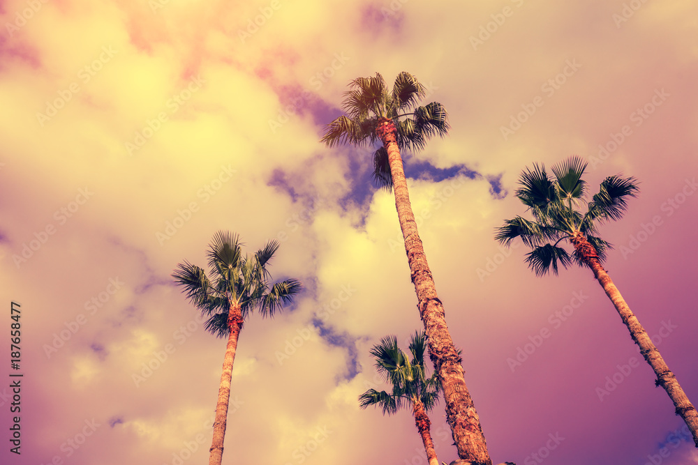 Obraz premium Palm trees against sunset sky
