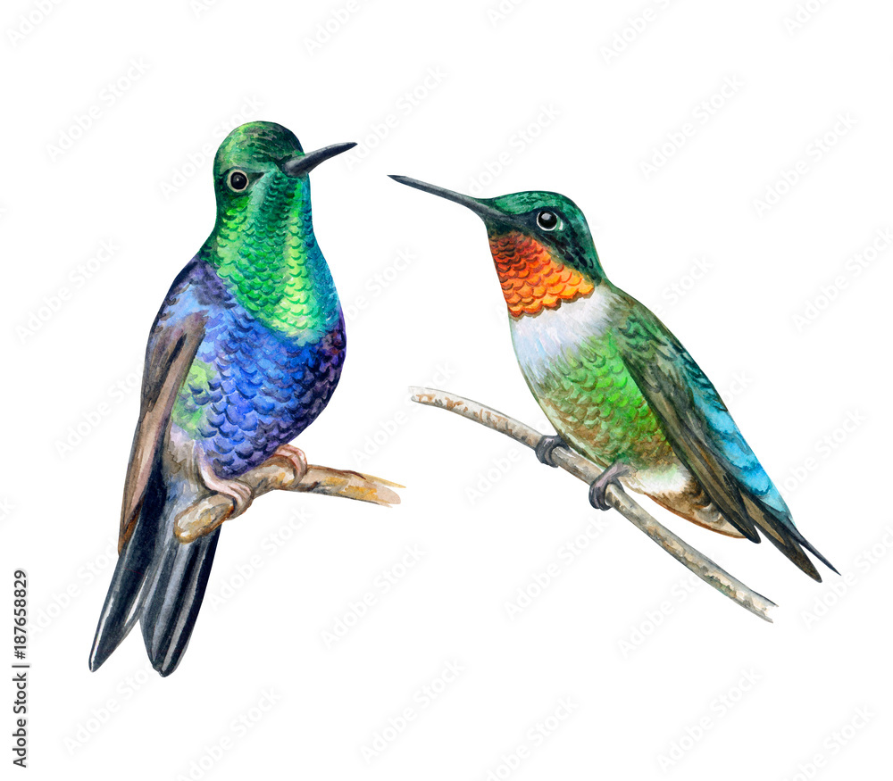 Fototapeta premium Hummingbird bird isolated on white background. Watercolor. Illustration. Template. Handmade