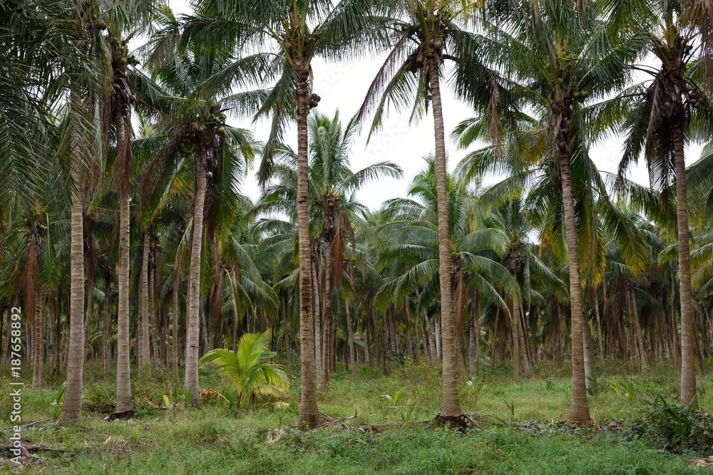 Exotic grove of tropical coconut trees on an island along the coast of southern Florida / USA. Exotic grove of tropical coconut trees on an island along the coast of southern Florida / USA.