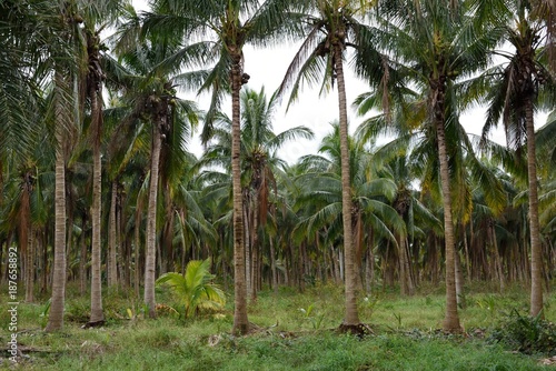 Exotic grove of tropical coconut trees on an island along the coast of southern Florida   USA.