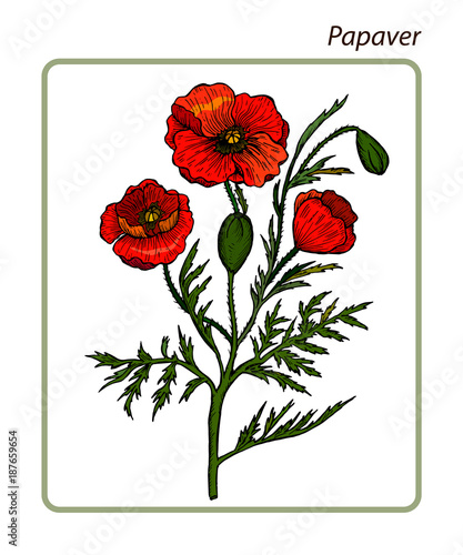 Fototapeta Naklejka Na Ścianę i Meble -  Papaver rhoeas. Poppy.  Hand drawn  Vector Illustration