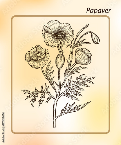 Fototapeta Naklejka Na Ścianę i Meble -  Papaver rhoeas. Poppy. Hand drawn Sketch Vector Illustration. Drawing Ink