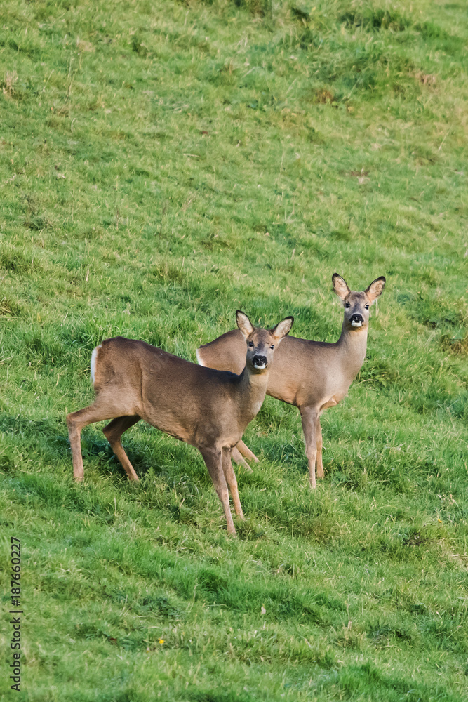 European Roe Deer, Roe Deer, Capreolus capreolus European Roe Deer, Roe Deer, Capreolus capreolus