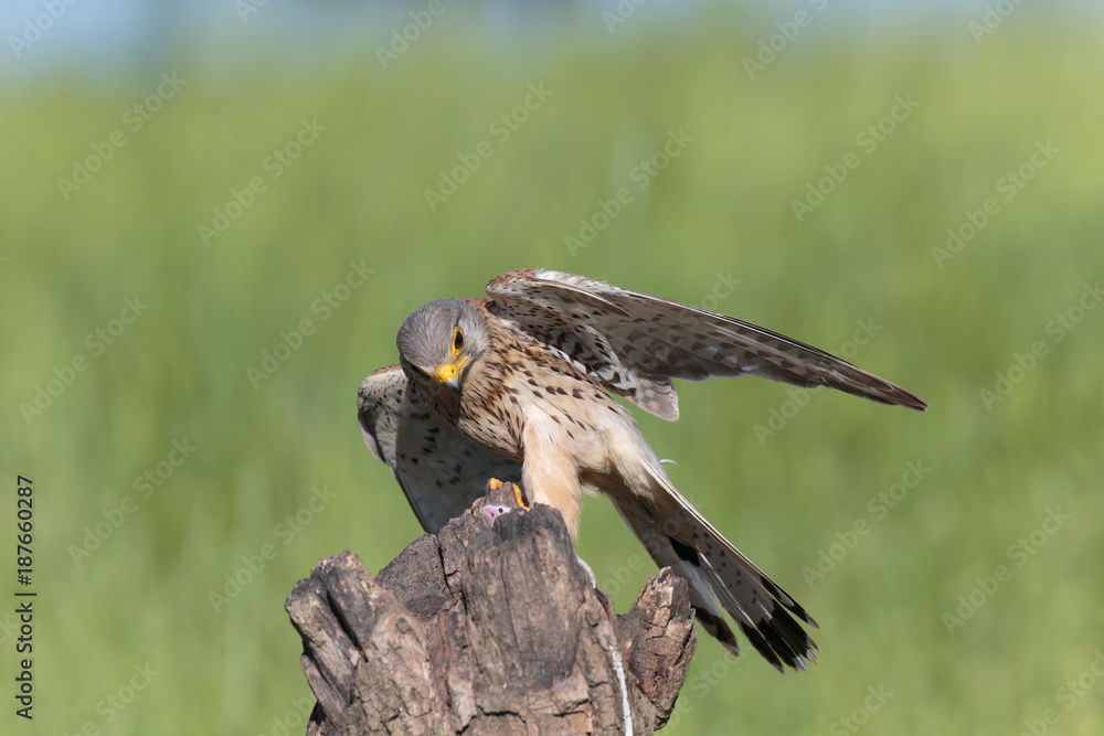 Fototapeta premium Kestrel013