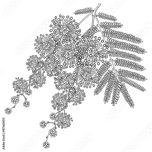 Vector branch of outline Mimosa or Acacia dealbata or silver wattle flower, bud and leaves in black isolated on white background. Bunch of Mimosa in contour style for spring design or coloring book.