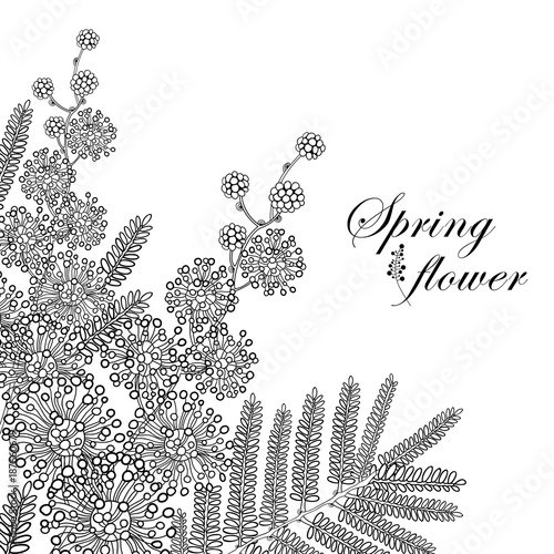Vector branch of outline Mimosa or Acacia dealbata or silver wattle flower and leaves in black isolated on white background. Blossom Mimosa bunch in contour style for spring design or coloring book.
