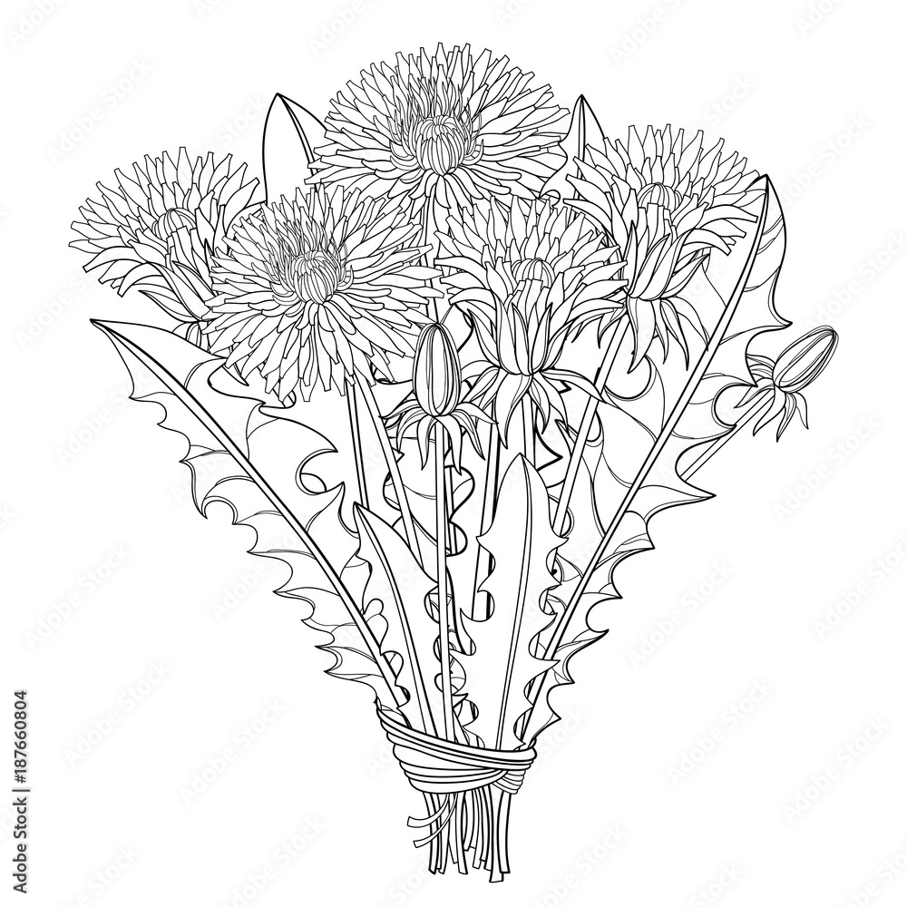 Obraz premium Vector bouquet with outline Dandelion flower, bud and leaves isolated on white background. Ornate floral elements for spring design, coloring book and herbal medicine illustration in contour style.