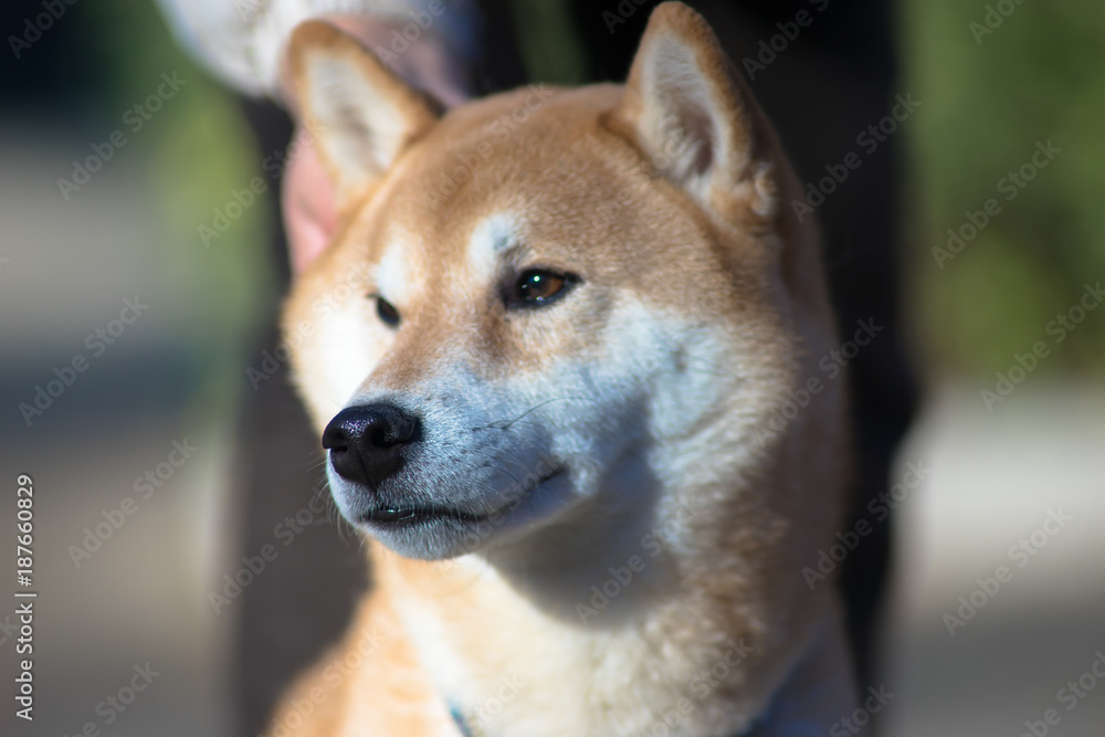 柴犬　shibainu