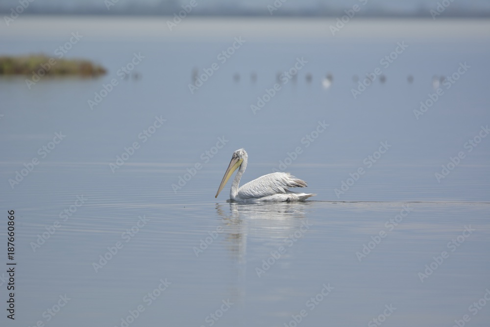 Dalmatian Pelican (Pelecanus crispus), Greece