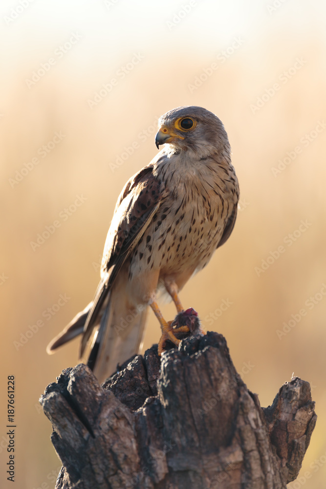 Kestrel010 Kestrel010