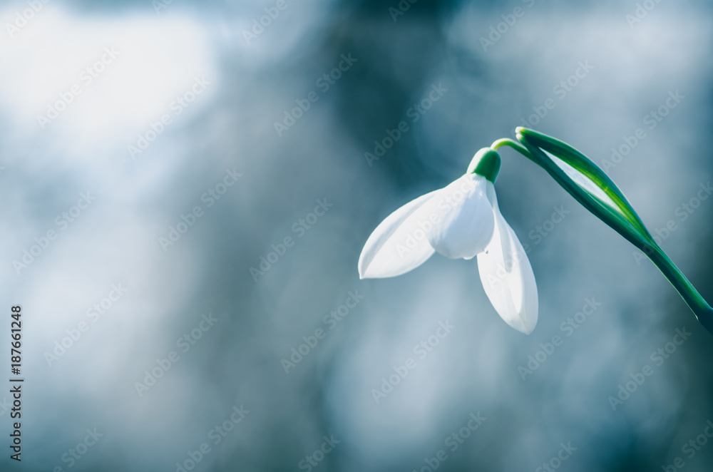 one simple snowdrop