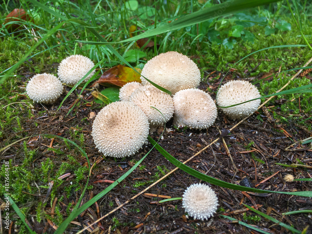 Forest mushrooms in the grass. Gathering mushrooms. Mushroom photo, forest photo, forest mushroom, forest mushroom photo Forest mushrooms in the grass. Gathering mushrooms. Mushroom photo, forest photo, forest mushroom, forest mushroom photo