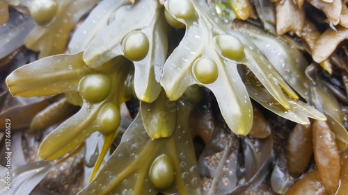 Seaweed close-up photo