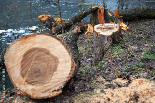 Cut tree near the river