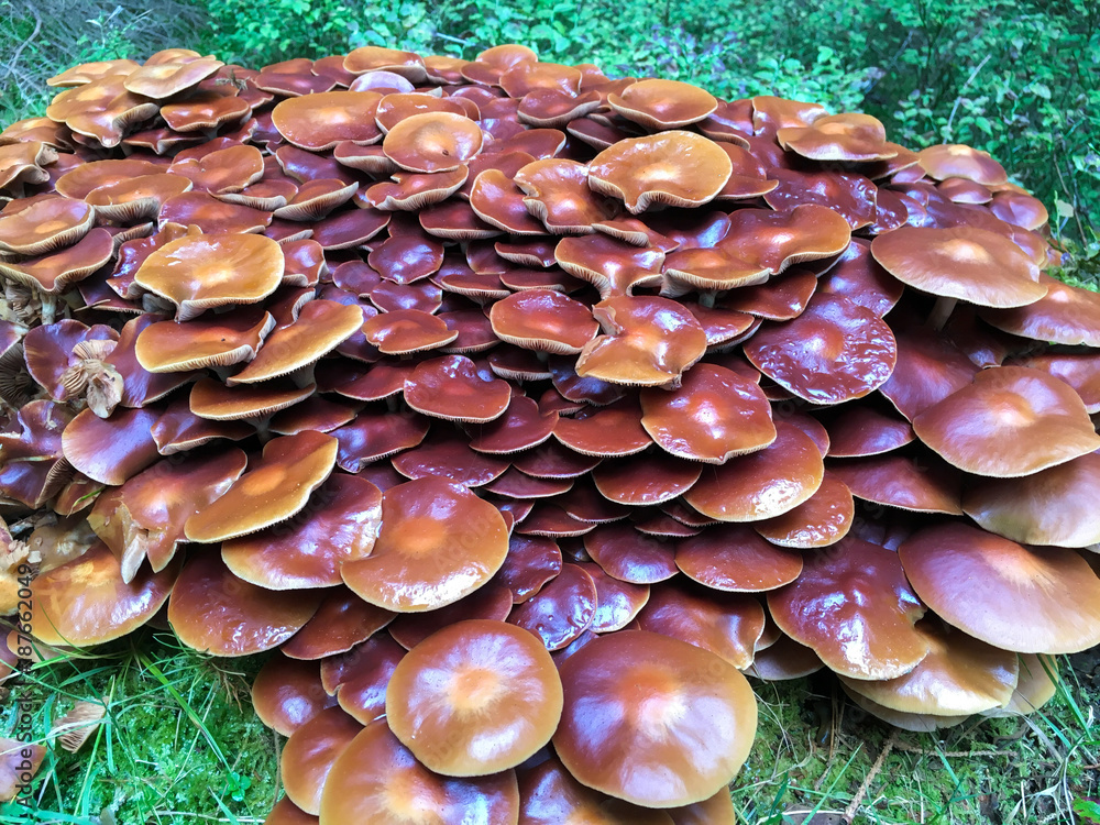 Forest mushrooms in the grass. Gathering mushrooms. Mushroom photo, forest photo, forest mushroom, forest mushroom photo Forest mushrooms in the grass. Gathering mushrooms. Mushroom photo, forest photo, forest mushroom, forest mushroom photo