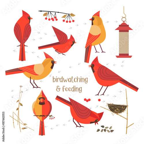 Birdwatching, bird feeding icon set. Red Northern cardinals pose comic flat cartoon. Birds straw nest, feeder, sunflower seeds. Minimalism simplicity design. Wildlife banner sign. Vector illustration