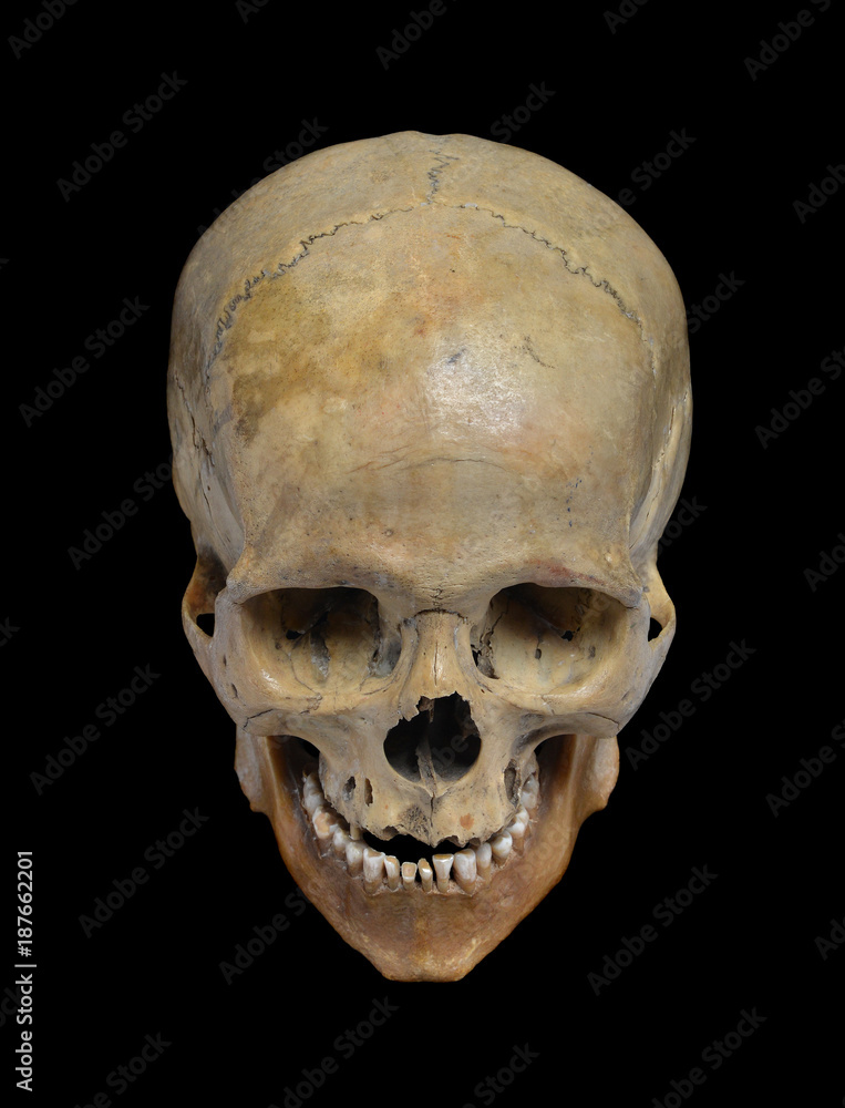 Skull of the human Skull of the human