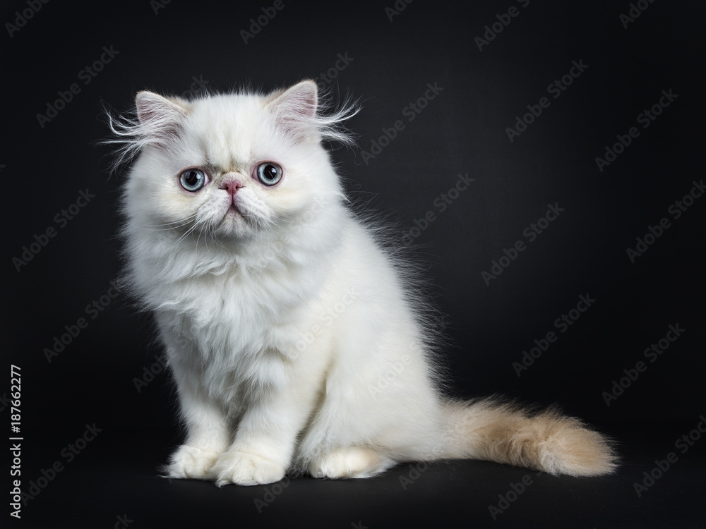 Persian cat / kitten sitting sideways isolated on black background looking straight in camera