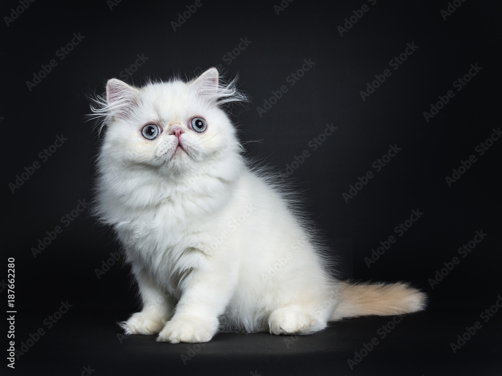 Persian cat / kitten sitting sideways isolated on black background looking up