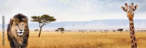 Africa Safari Web Header Lion and Giraffe
