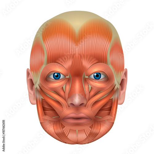 Muscles of the face detailed bright anatomy isolated on a white background