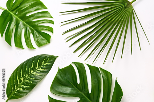 Fotografie Creative Tropical Fresh Palm Leaves Set