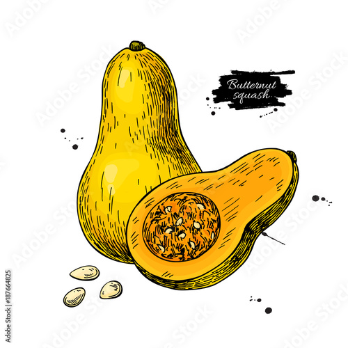 Butternut squash vector drawing. Isolated vegetable 