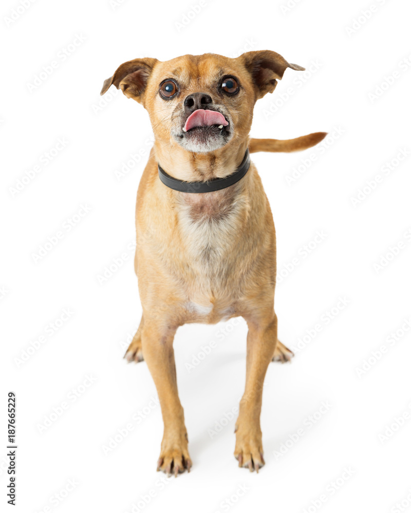 Chihauhua Dog Sticking Tongue Out