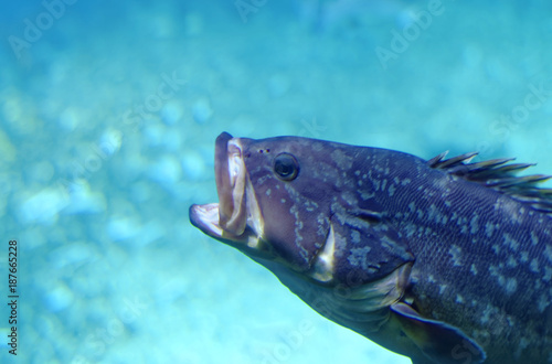 Tropischer Fisch mit geöffnetem Maul © DatenschutzStockfoto