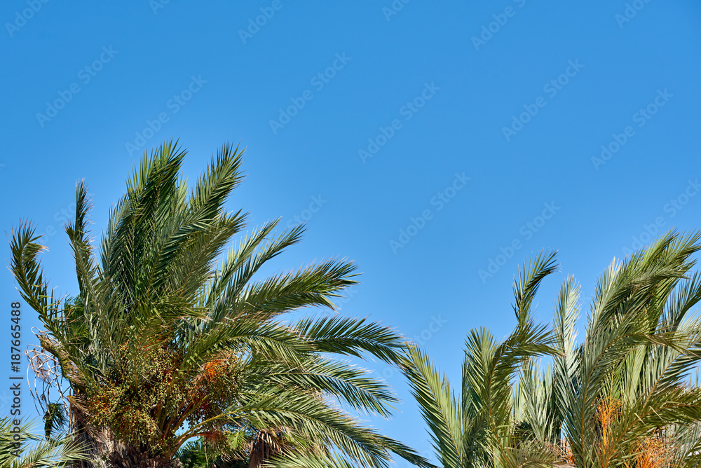 View of palm trees against blue sky.