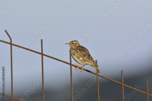 Woodlark (Lullula arborea), Greece