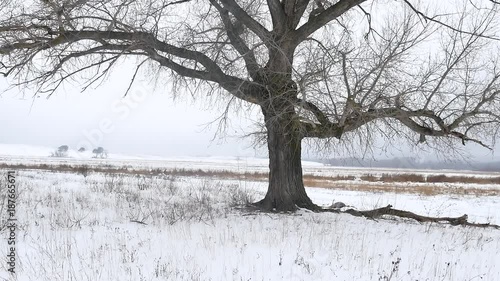 Wallpaper Mural Frozen tree on winter field and blue sky Steadicam. lonely winter tree on a clear cold day Torontodigital.ca