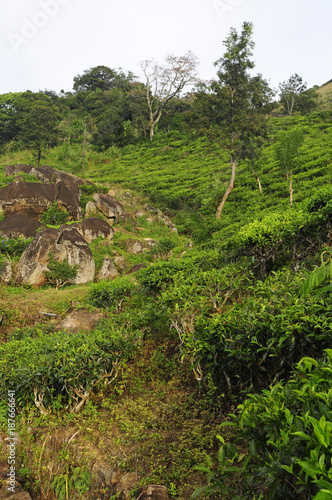 Tee-Plantage in Sri Lanka / Morning Side photo