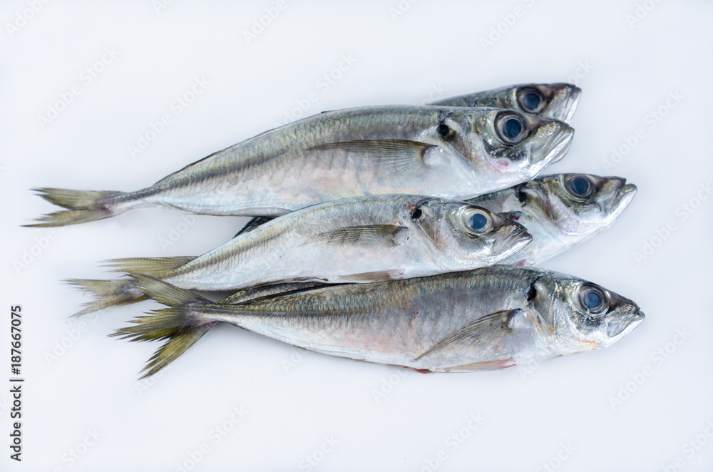 Fresh fish on a white background. Mackerel.
