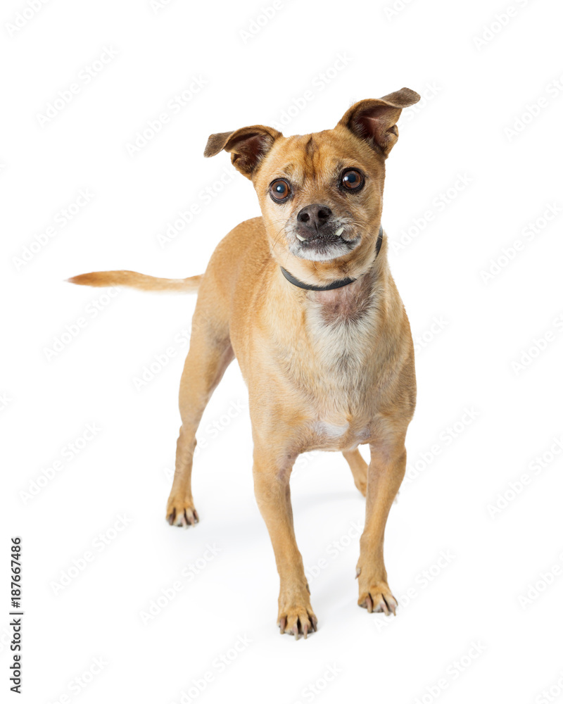Chihuahua Dog Underbite Standing Looking