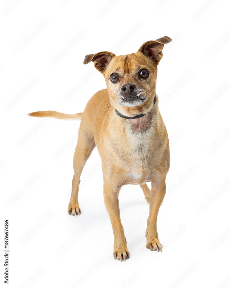 Chihuahua Dog Underbite Standing Looking Chihuahua Dog Underbite Standing Looking