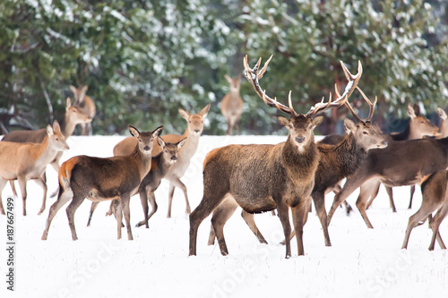 Winter wildlife landscape with noble deers Cervus Elaphus. Many deers in winter. Deer with large Horns with snow on the foreground. Natural habitat.