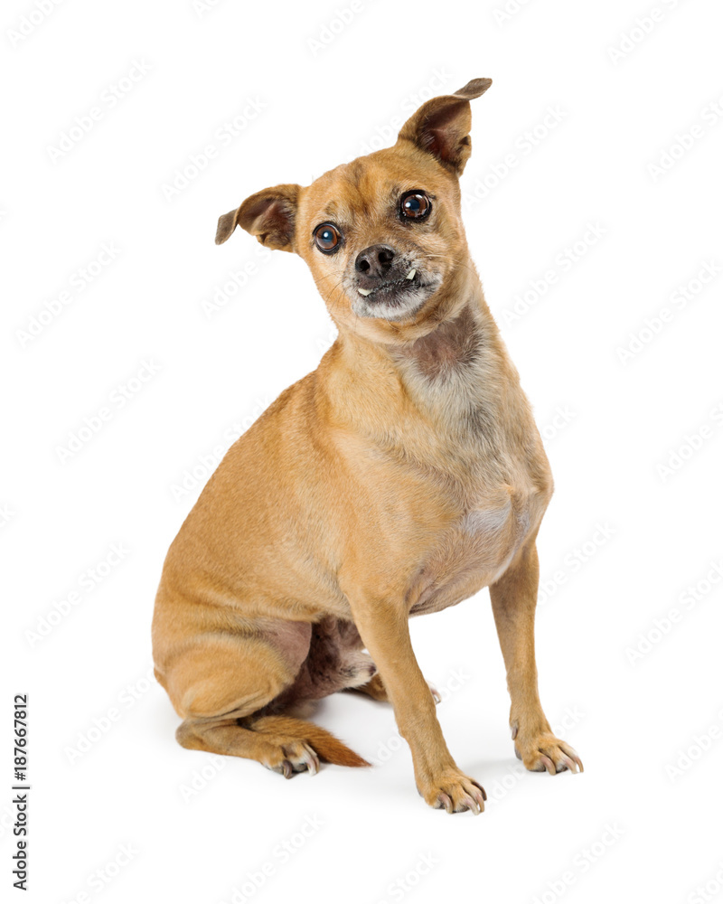 Chihuahua Dog With Underbite Sitting Chihuahua Dog With Underbite Sitting