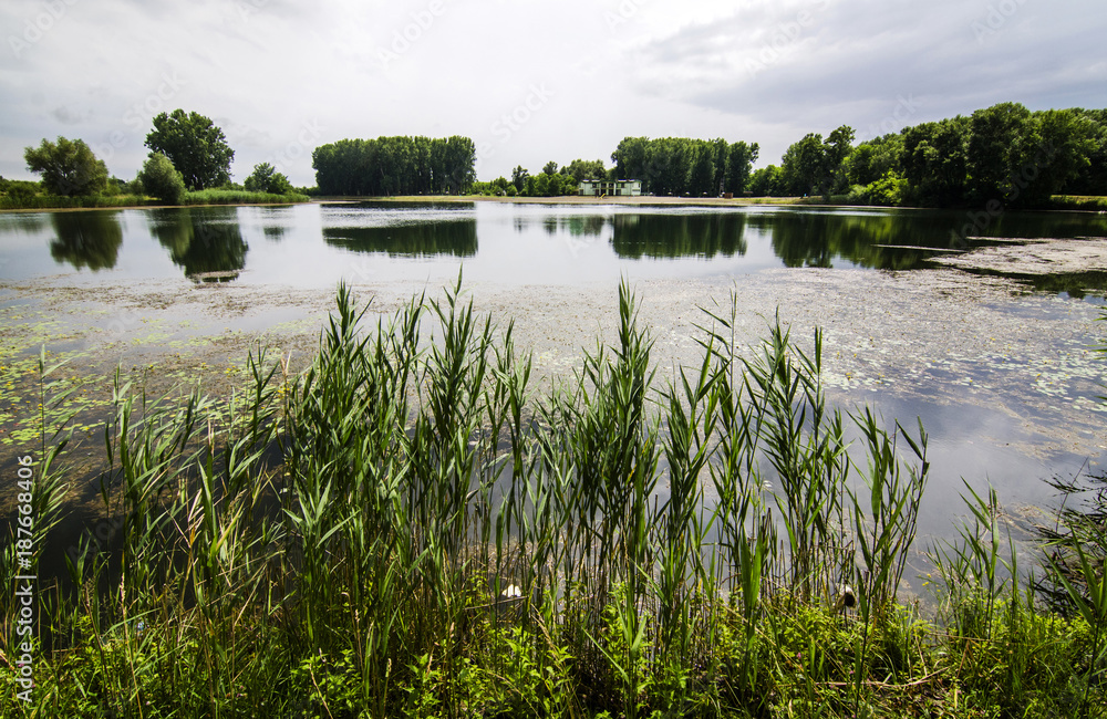 Pond with flowers