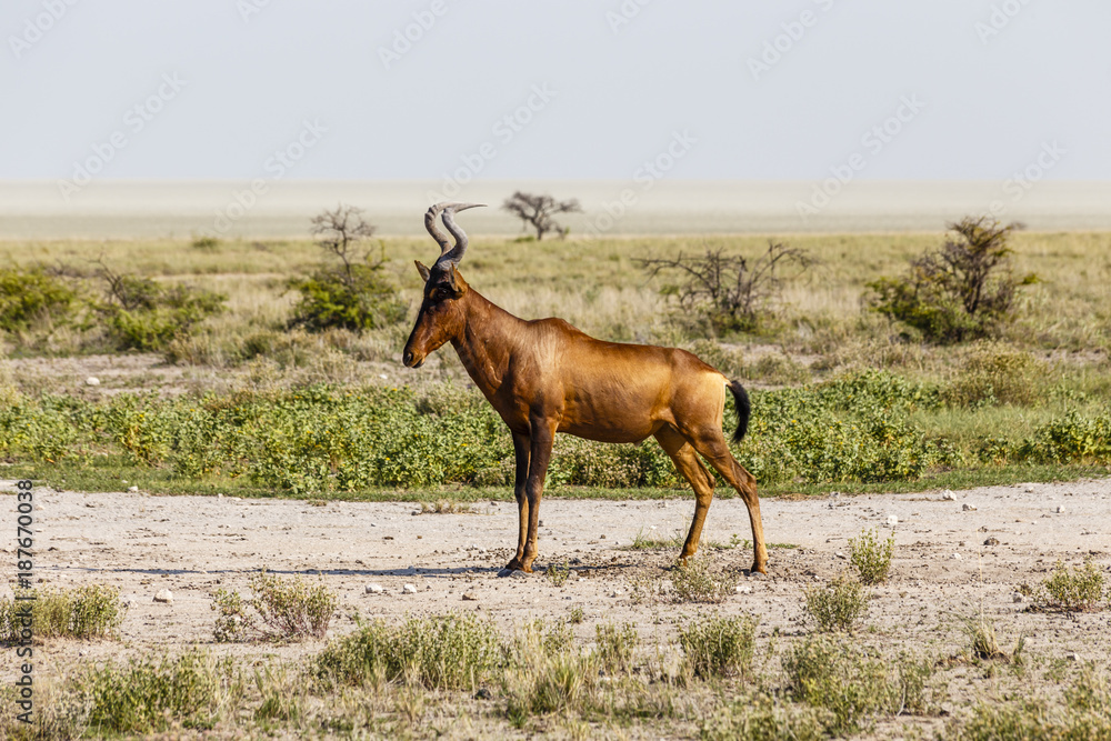 Kuhantilope, red hartebeest, Etosha National Park, Namibia Kuhantilope, red hartebeest, Etosha National Park, Namibia