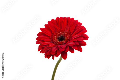 Red  orange gerbera flower