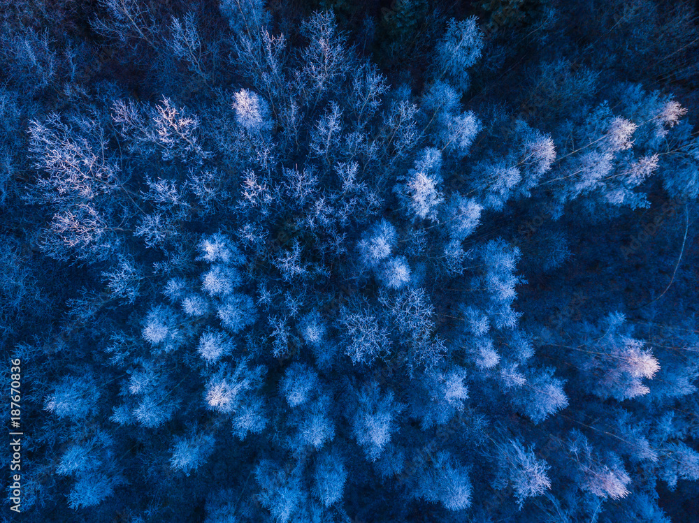 Blue background texture of a frozen forest at winter, aerial shot