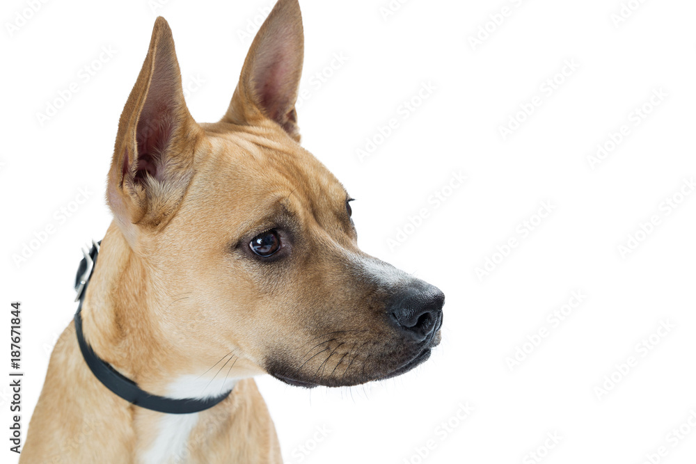 Closeup Shepherd Mix Dog Crossbreed Profile
