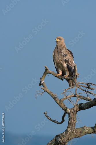 Tawny eagle