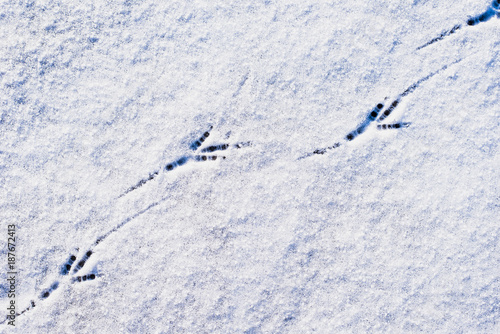 Footprints of birds on the snow close-up, background, texture