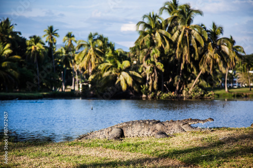 Krokodil liegt vor einer Lagune in der Wiese