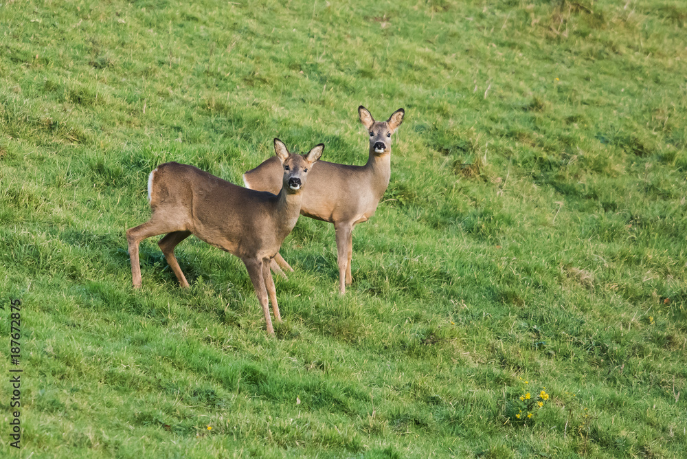 European Roe Deer, Roe Deer, Capreolus capreolus European Roe Deer, Roe Deer, Capreolus capreolus