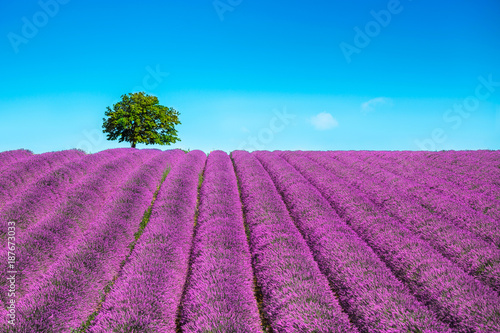 Lavender and lonely tree uphill. Provence, France