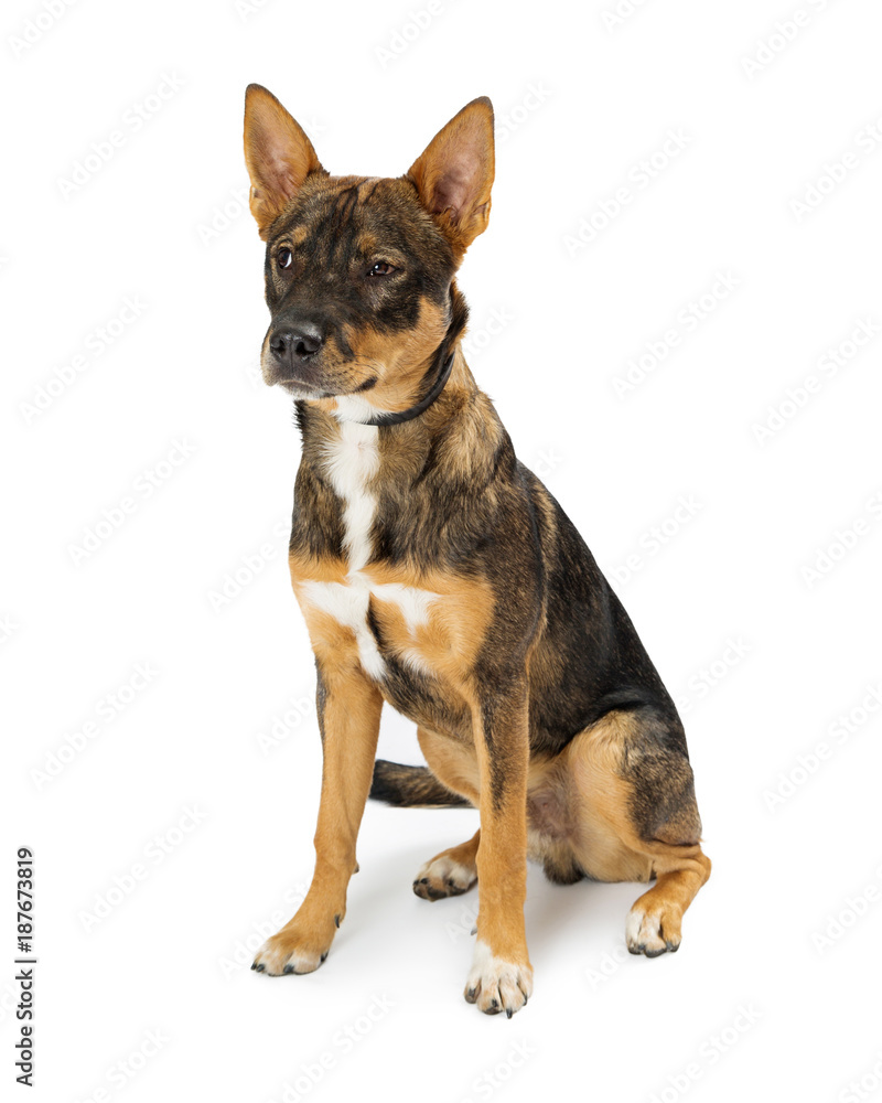 Crossbreed Dog Angry Expression