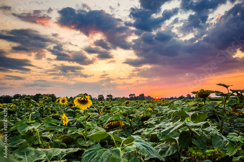 Sunset over a field of sunflowers, Poland